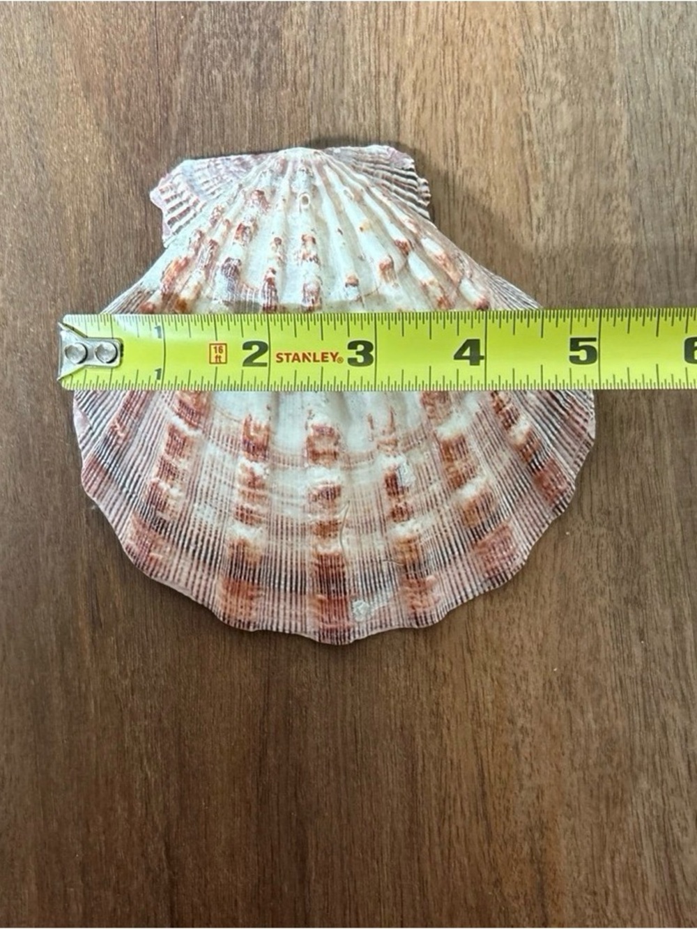 Coastal Seashell & Starfish Collection | Natural Beach Décor Display Bundle - Picture 8 of 11